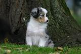 BERGER AUSTRALIEN PUPPIES 873